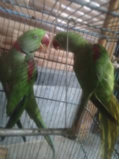 bolnay