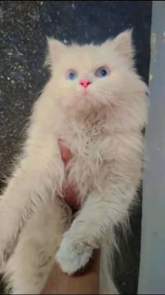 White cat - female cat - tripple coted - cat