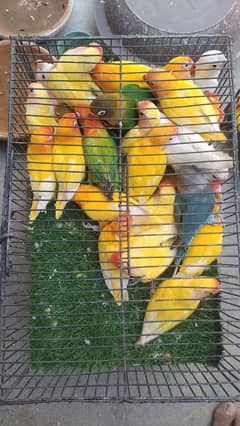 albino