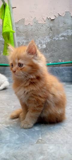 pure Persian kittens with heavy triple coated fur different colours