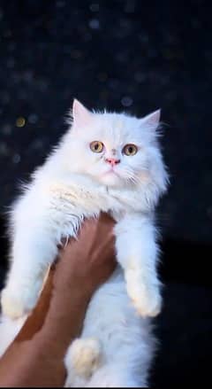 White female cat - tripple coted - cat for sale