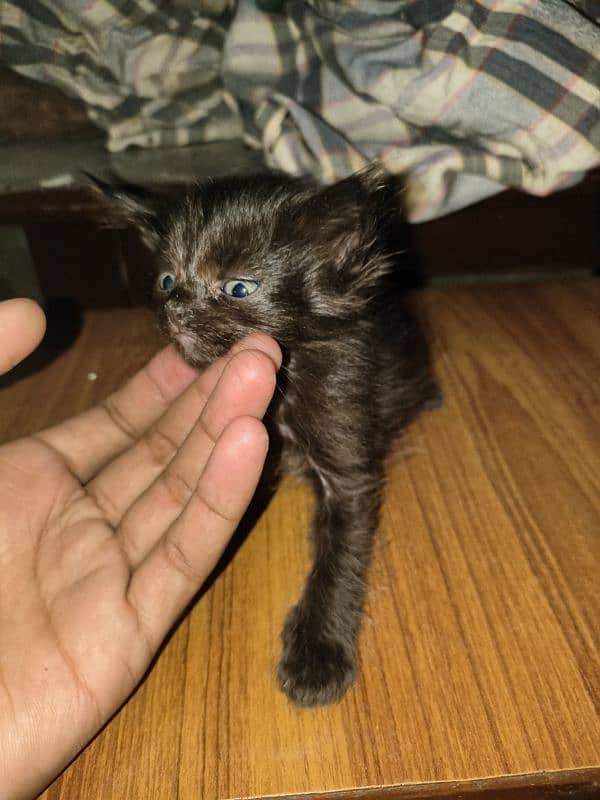 gray eyes kitten 0