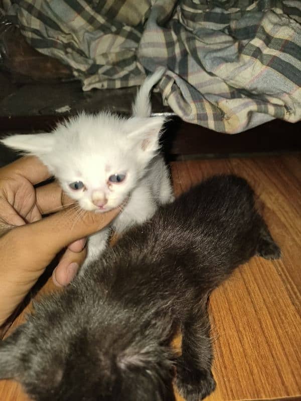 gray eyes kitten 1