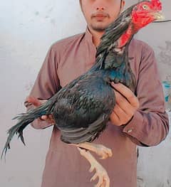 Aseel miyali lasani