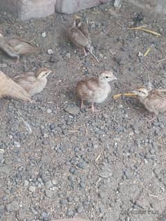 teetar chicks