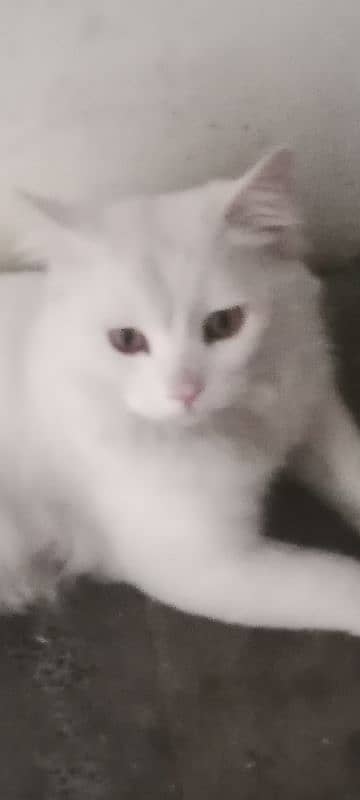 cats for sale male Hy 0