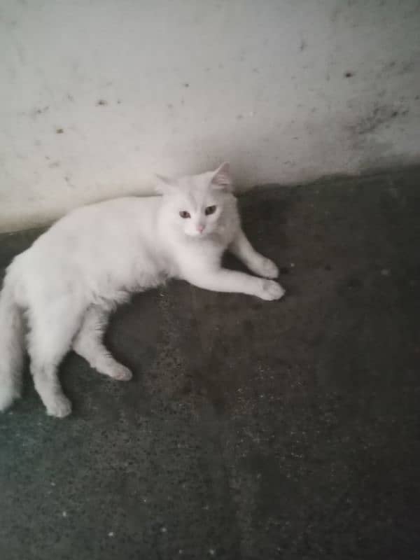 cats for sale male Hy 1