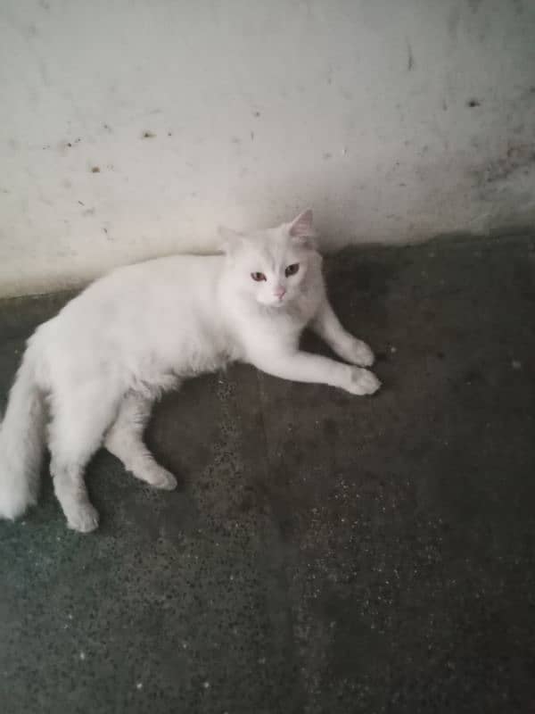 cats for sale male Hy 2