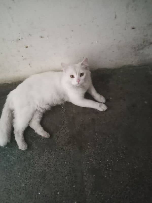 cats for sale male Hy 3