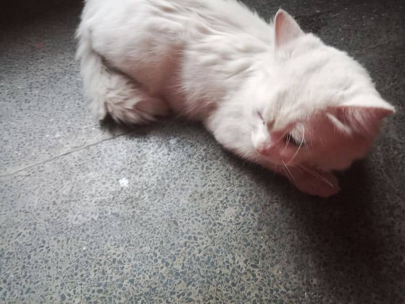 cats for sale male Hy 4