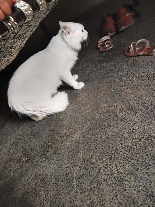 cats for sale male Hy 5