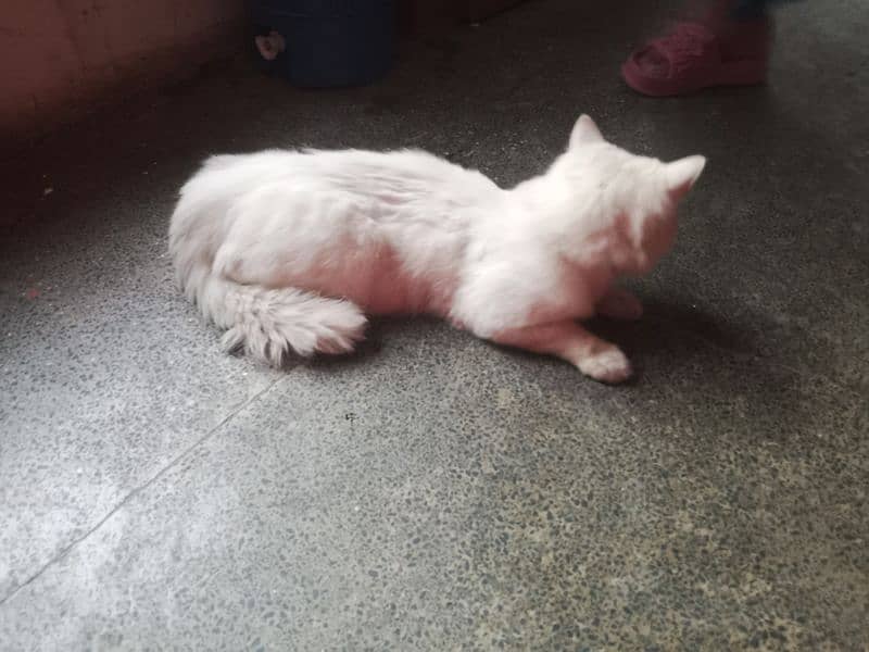 cats for sale male Hy 7