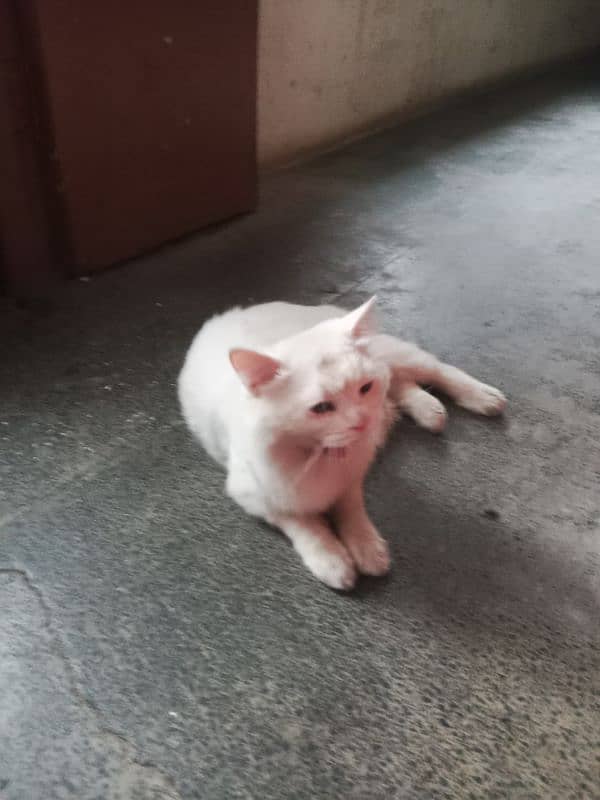 cats for sale male Hy 8