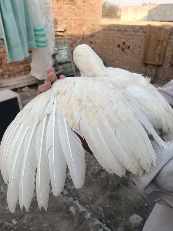 Heera Aseel / Paper White 6