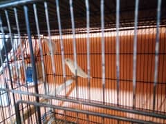 deccino albino pair