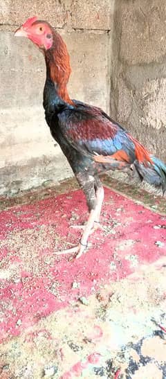 aseel miyanwali phatha for sale