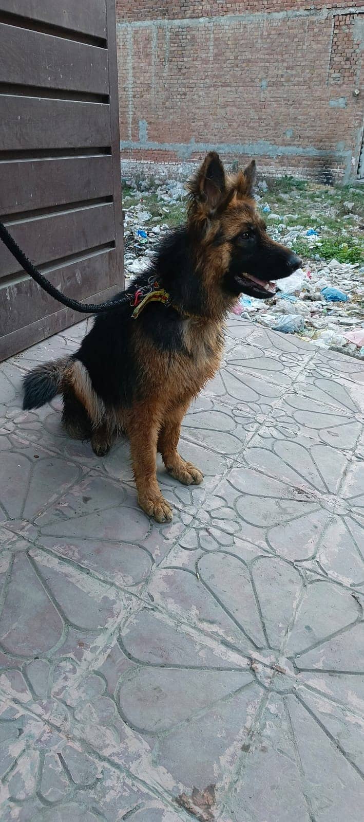female german shepherd. 0_3_1_3_41_4_5_49_0 2