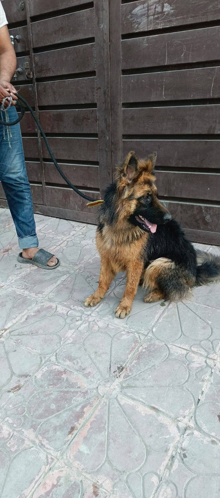 female german shepherd. 0_3_1_3_41_4_5_49_0 3