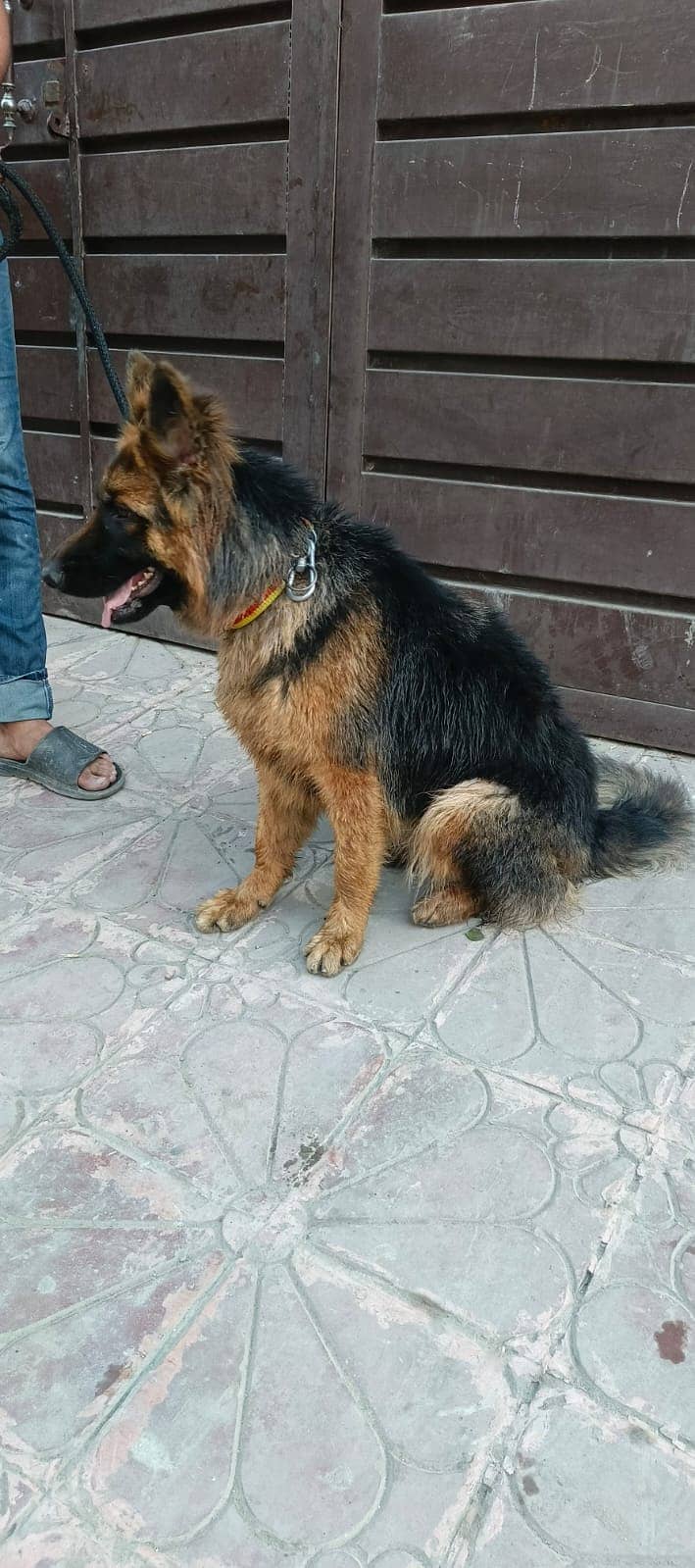 female german shepherd. 0_3_1_3_41_4_5_49_0 4