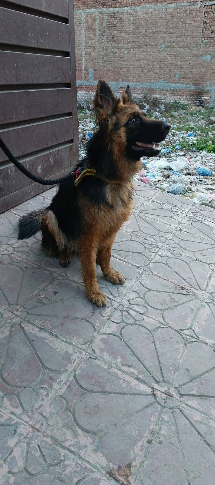 female german shepherd. 0_3_1_3_41_4_5_49_0 5