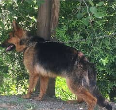 German shepherd femAle