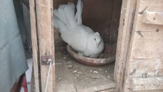 Lakay Breader pair