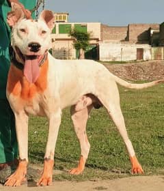 Kohati gultair  male age 12 month  for sale