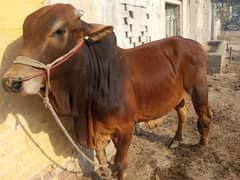 خوبصورت قربانی کے لیے بہترین