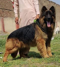 gurman