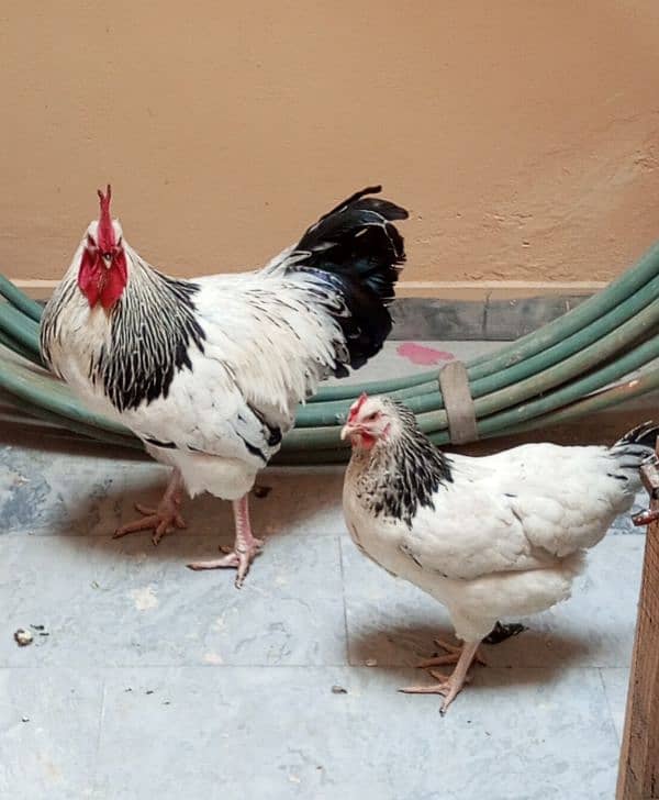 8 month light sessex pair 0