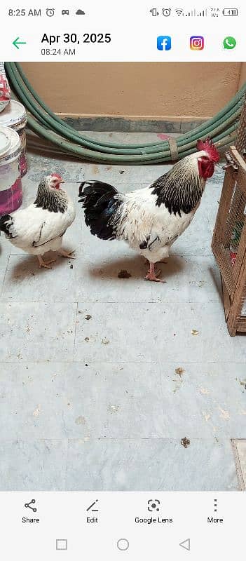 8 month light sessex pair 1