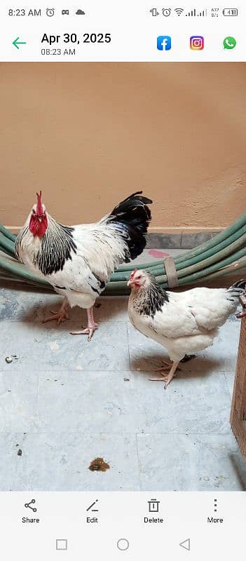 8 month light sessex pair 2