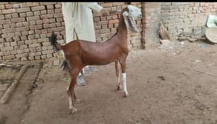 Bakri