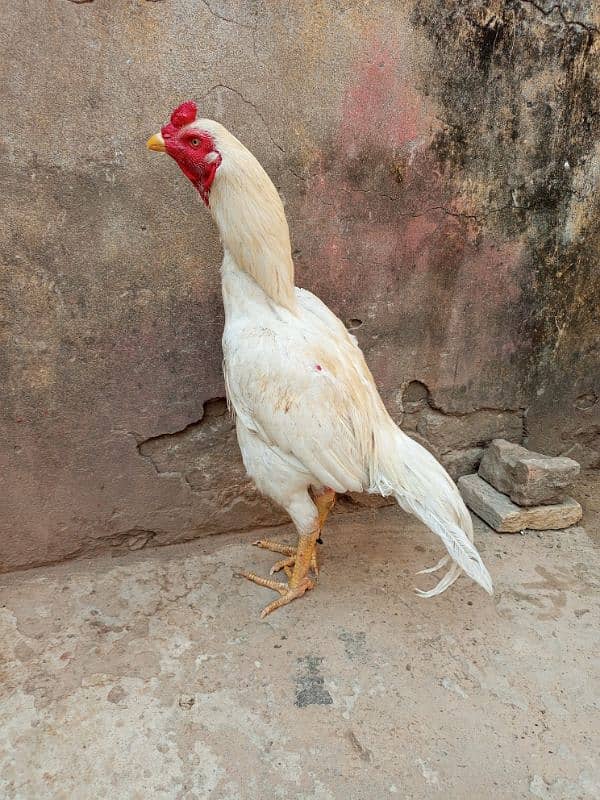 aseel murgha Hy urgent sale krna hy 0