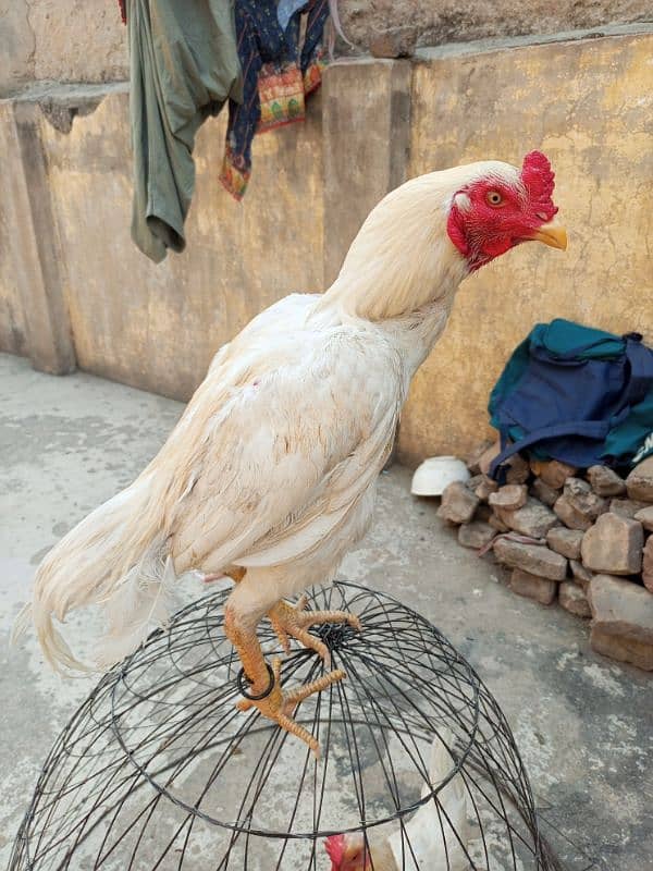 aseel murgha Hy urgent sale krna hy 3