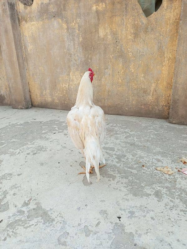 aseel murgha Hy urgent sale krna hy 4