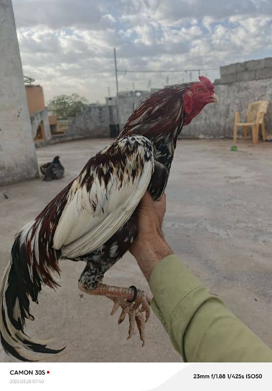 high quality cheena for sale or exchange possible 0