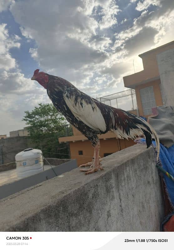 high quality cheena for sale or exchange possible 1