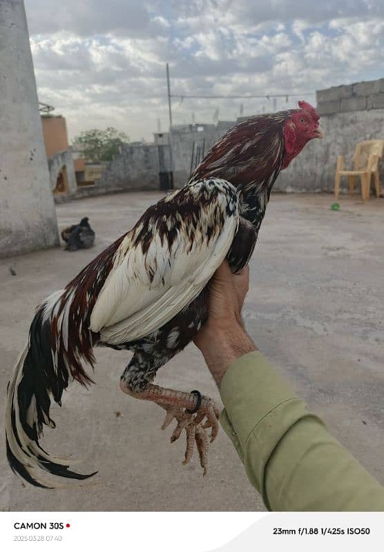 high quality cheena for sale or exchange possible 3