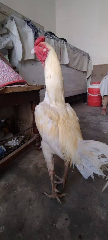 aseel Heera 2