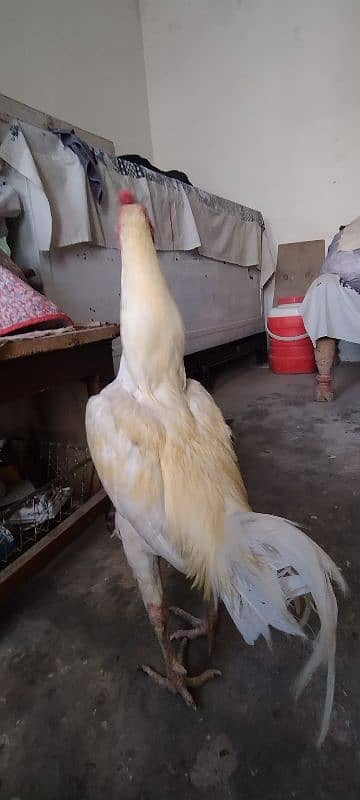 aseel Heera 4
