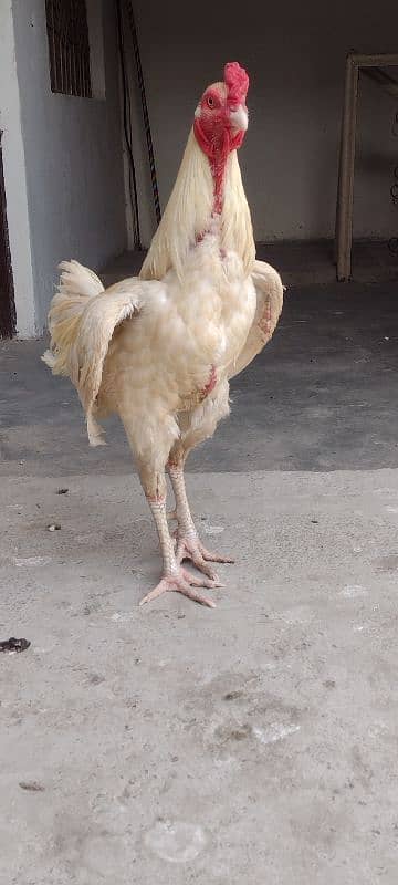 aseel Heera 6