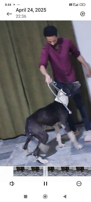 pure Pakistani bully female dog 0