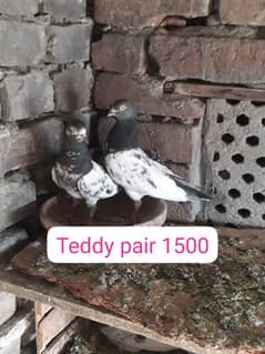 whattsup03345258873