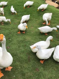 Ducks
