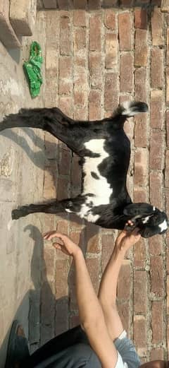 doglibkari