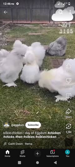 silkie