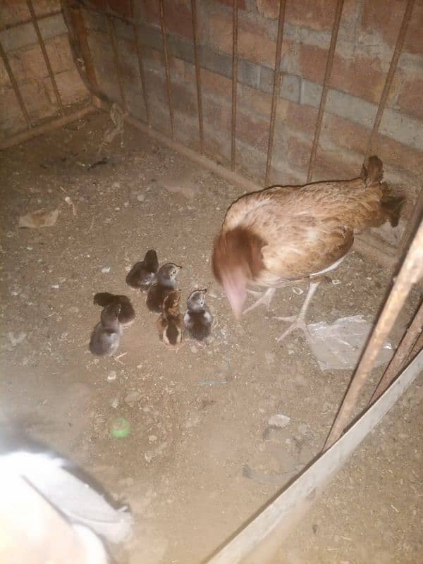 Aseel  Mia wali Morge with 6 chiks 1