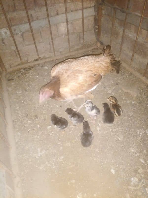 Aseel  Mia wali Morge with 6 chiks 2