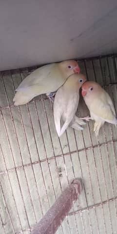 Lovebirds Patha